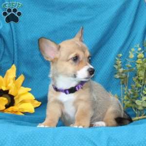 Joy, Pembroke Welsh Corgi Puppy
